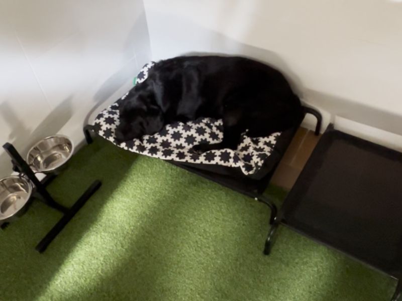 Zona de descanso individual del hotel canino