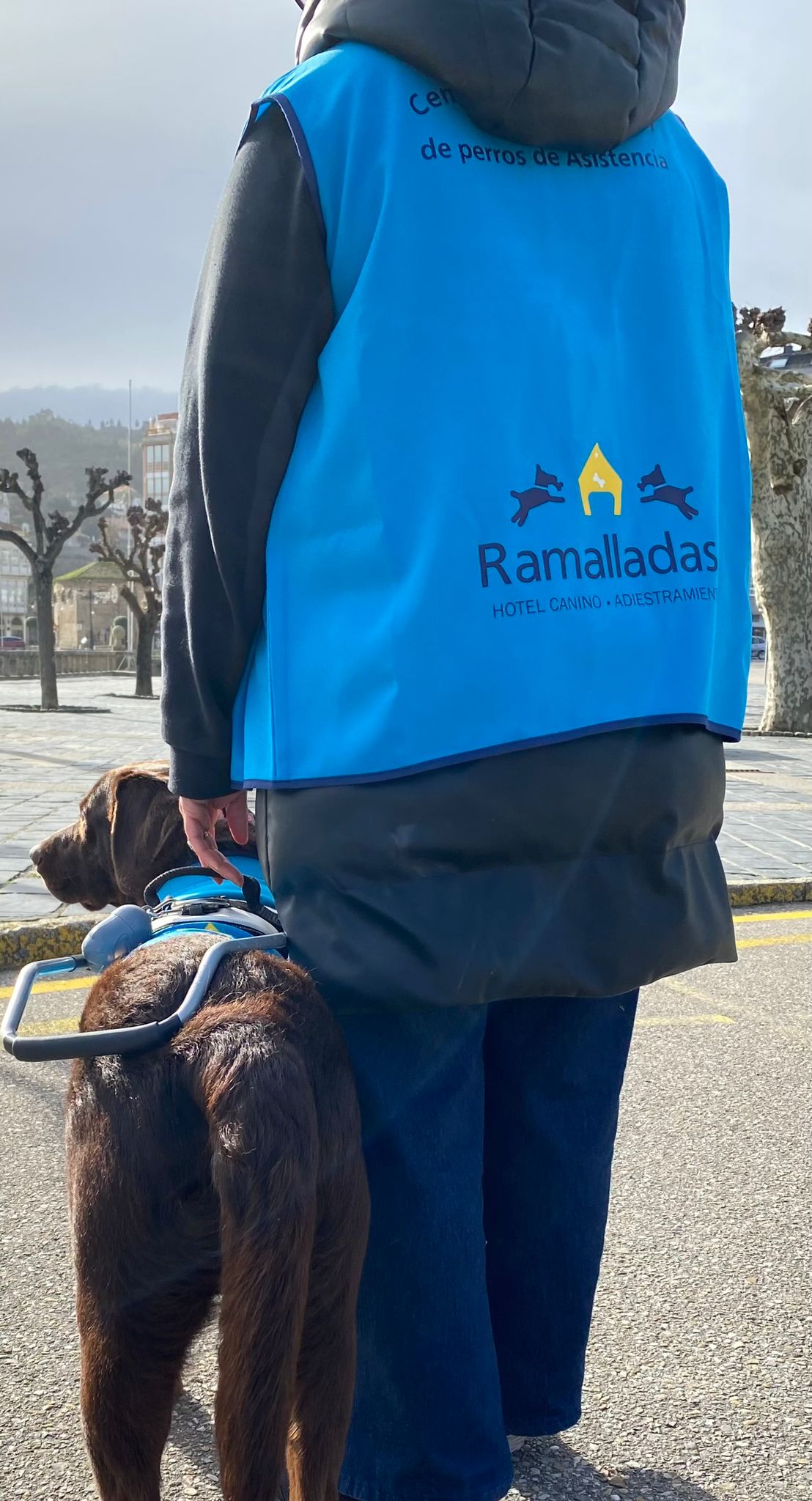 Perro de asistencia en formación en Ramalladas