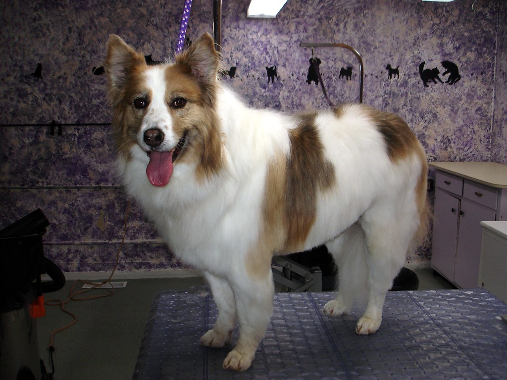 Servicio de baño canino profesional