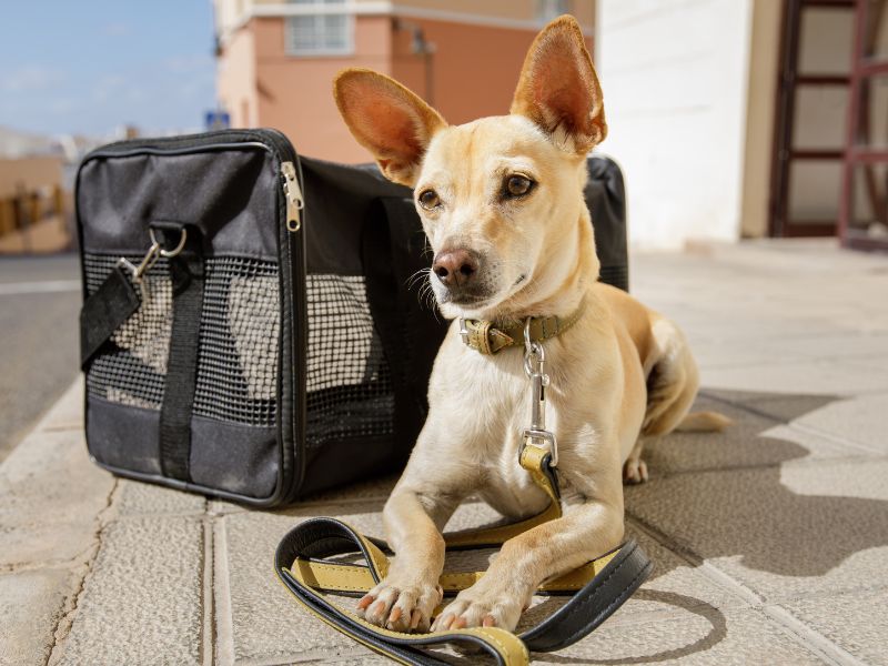 Recogida de perros a domicilio en Vigo