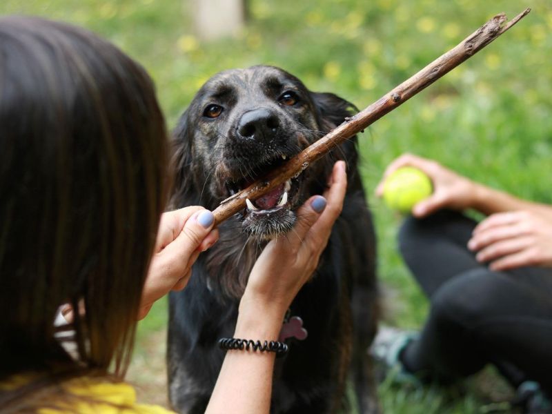 Perro en guardería canina de día