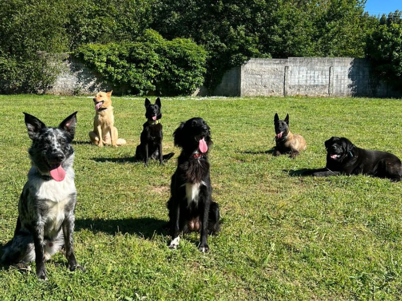Instalaciones del Hotel Canino Ramalladas