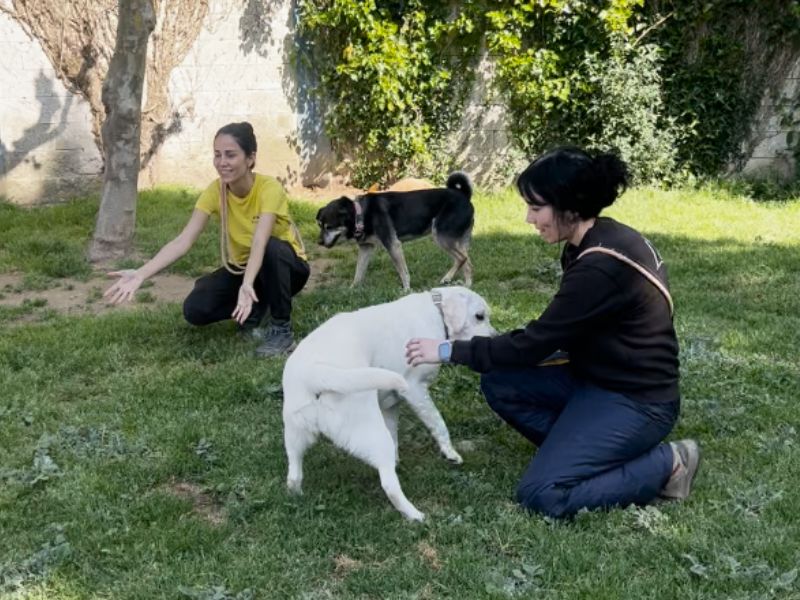 Instalaciones del Hotel Canino Ramalladas