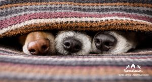 hocicos de perros bajo una manta