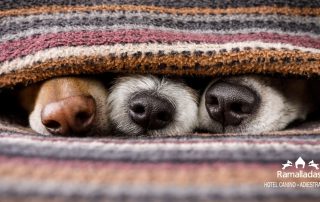 hocicos de perros bajo una manta