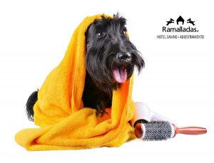 perro en peluqueria canina