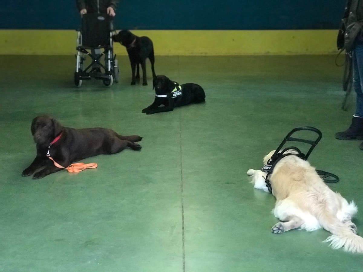 grupo de perros guía trabajando en el aula de Ramalladas