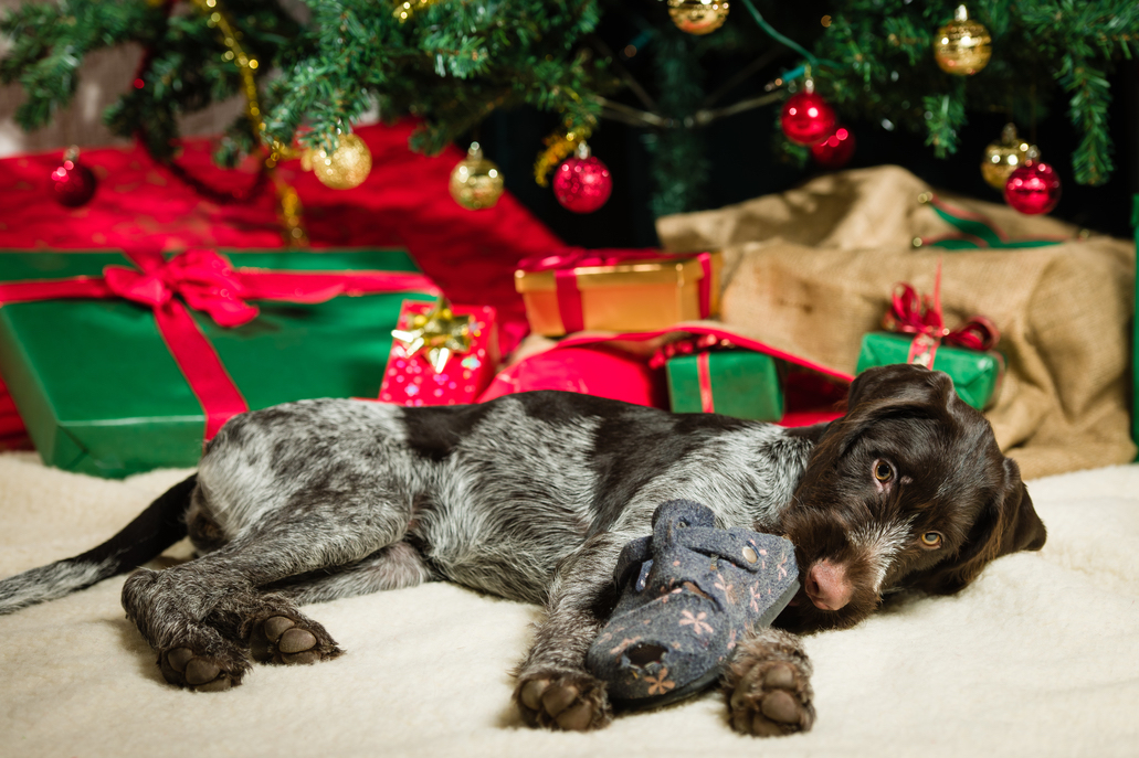 Perro debajo de árbol de navidad rodeado de regalos