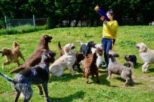 Equipo de Ramalladas jugando con perros en parque