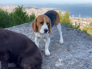 Pepe, trabajando su educación junto a otro perro