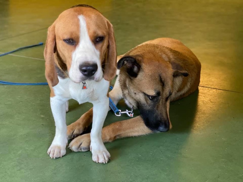 Pepe, precioso beagle en adiestramiento, junto a otro perro