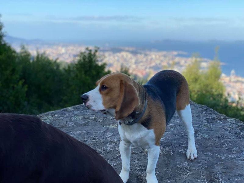 Pepe, precioso beagle