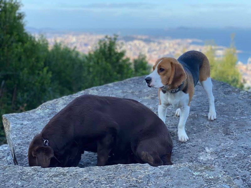 Pepe, precioso beagle junto a otro perro