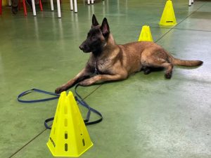 Coco, perro educado en Ramalladas