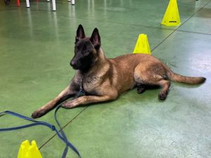 Coco, perro educado en Ramalladas