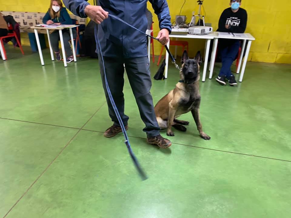 Coco, perro educado en Ramalladas
