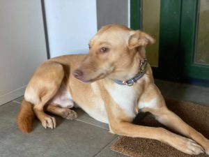 Río, un precioso podenco educado por Juan Freire