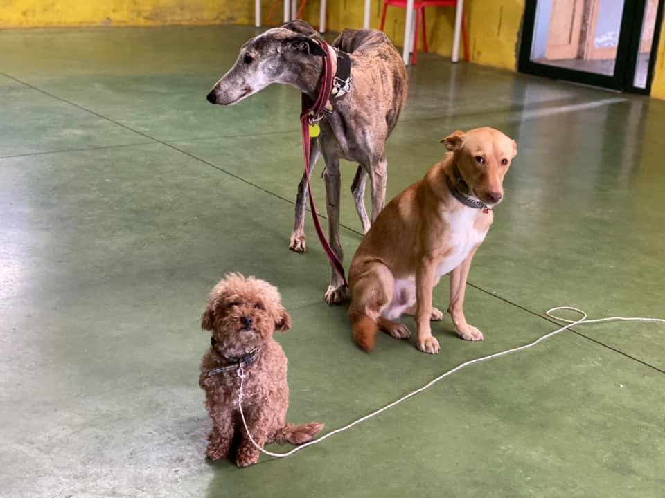 Rio, perro educado en Ramalladas junto a otros perros