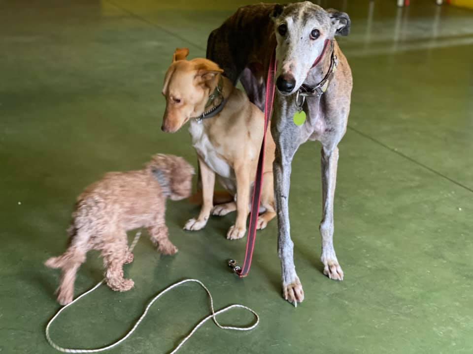 Rio, un galgo y un caniche, perros educados en Ramalladas