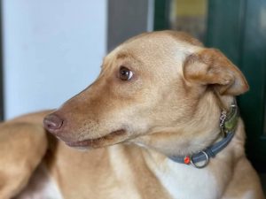 Río, un precioso podenco educado por Juan Freire