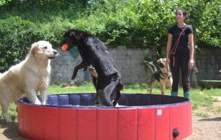 Perros jugando en piscina de Ramalladas