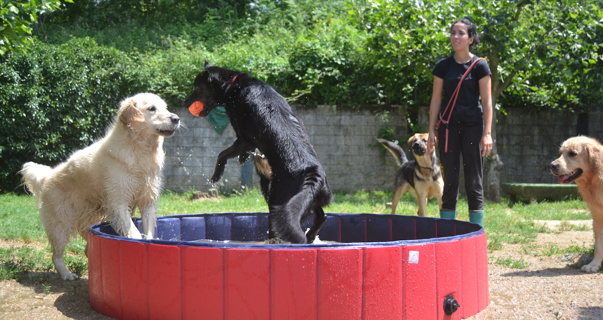 Perros jugando en piscina de Ramalladas