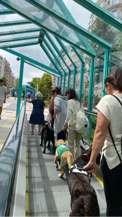 Momento de la formación de perros de asistencia en una calle del centro de Vigo